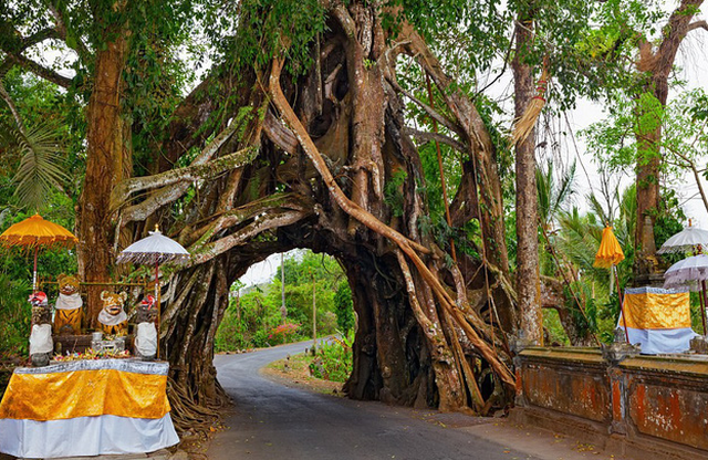 Ngắm những thân cây độc lạ trên thế giới