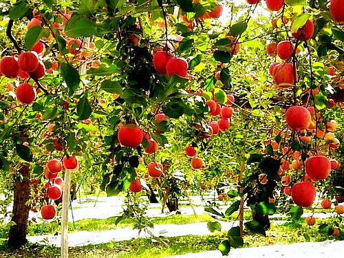 Đột nhập vườn t&aacute;o Aomori Nhật Bản đ&atilde; c&oacute; b&aacute;n ở Việt Nam - Ảnh 9.