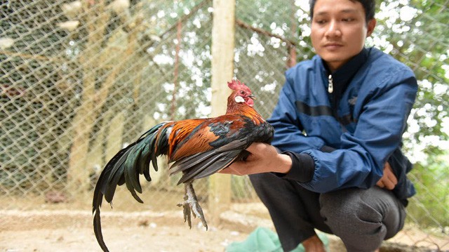 Làm giàu nhờ nuôi gà rừng tai trắng quý hiếm - Ảnh 9.