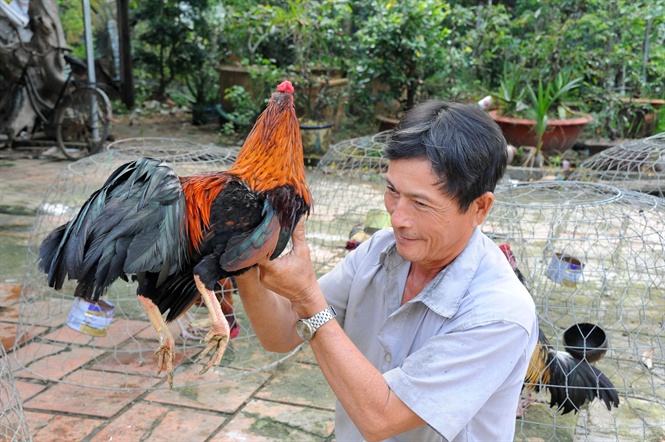 Còn ông Võ Văn Tám ở xã Đông Bình, TX Bình Minh – Vĩnh Long ngoài việc trồng dừa và cam mật còn thả nuôi 100 gà đá, mỗi tháng xuất bán 10-15 con kiếm lời trên 12 triệu đồng