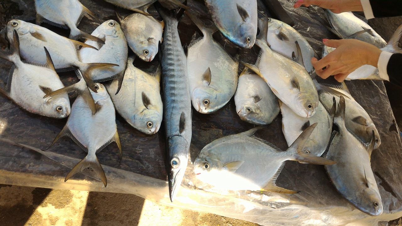 Cá chim trắng có giá trên 170 ngàn đồng/kg