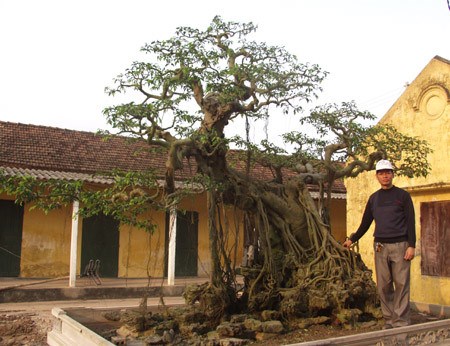 &ldquo;Vi h&agrave;nh&rdquo; l&agrave;ng c&acirc;y cảnh thế khủng, cực chất - Ảnh 10.