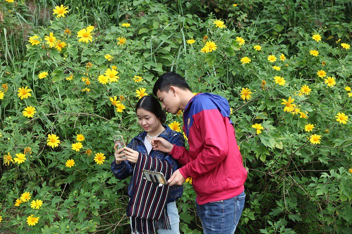 Đẹp nao l&ograve;ng rừng hoa d&atilde; quỳ dưới ch&acirc;n n&uacute;i Tản - Ảnh 10.