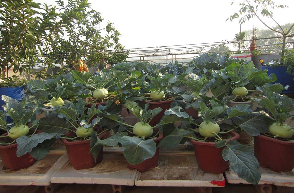 Khoai t&acirc;y, bắp cải d&agrave;y đặc tr&ecirc;n m&aacute;i nh&agrave; ở H&agrave; Nội - Ảnh 10.