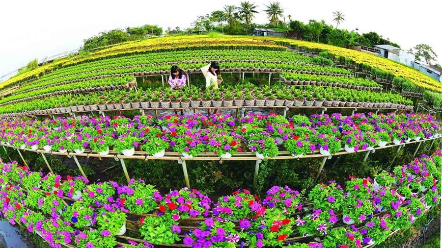Làng hoa lớn nhất Nam bộ Sa Đéc tất bật vào mùa Tết - Ảnh 10.
