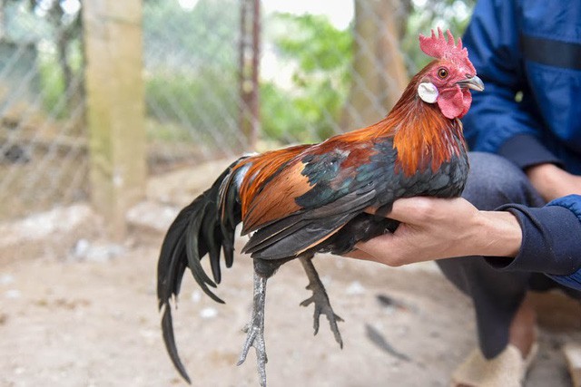Làm giàu nhờ nuôi gà rừng tai trắng quý hiếm - Ảnh 10.