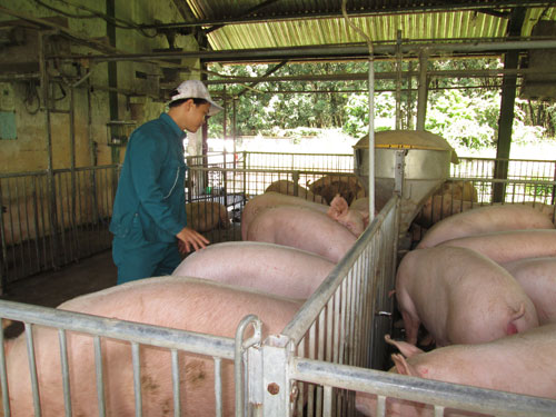 Heo hơi lại rớt giá
