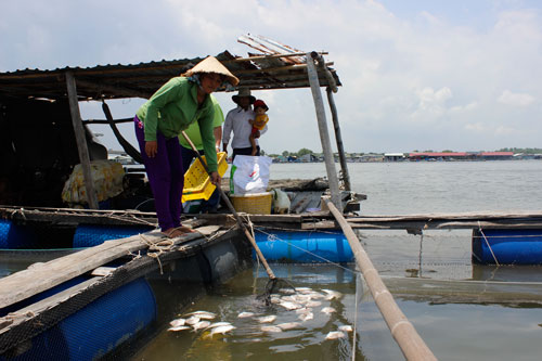 Lại hoang mang vì cá chết