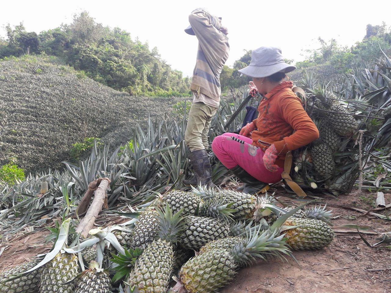 Thu hoạch dứa chín