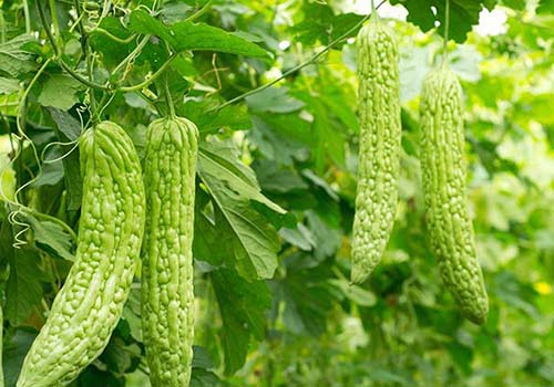 Trị đái tháo đường từ khổ qua