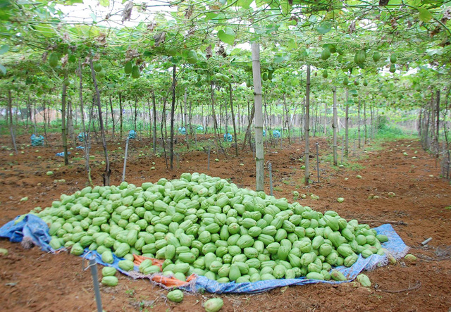 Gi&aacute; thấp kỷ lục, su su chất đống trong vườn kh&ocirc;ng c&oacute; người mua
