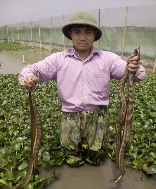 “Bảo mẫu” cho rắn
