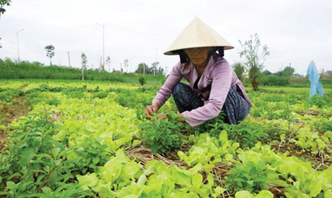 Khan hiếm nguồn rau Tết
