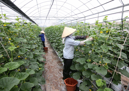 Trồng rau nhà kính đã giúp anh Việt giảm được chi phí nhờ ít sâu bệnh và ít công chăm sóc