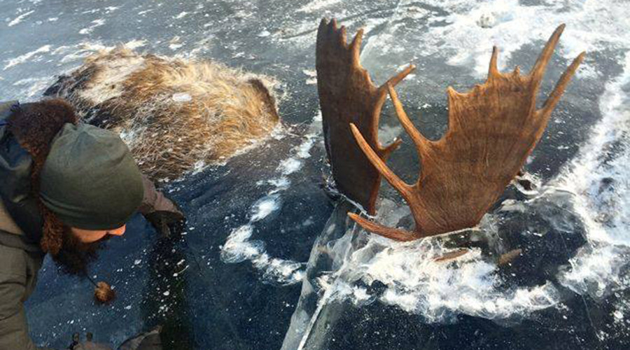Trước đó, vào tháng 11 qua, hai con nai sừng tấm cũng bị đóng băng chết ở Alaska. Ảnh: RT