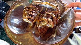 Làm thịt sam biển