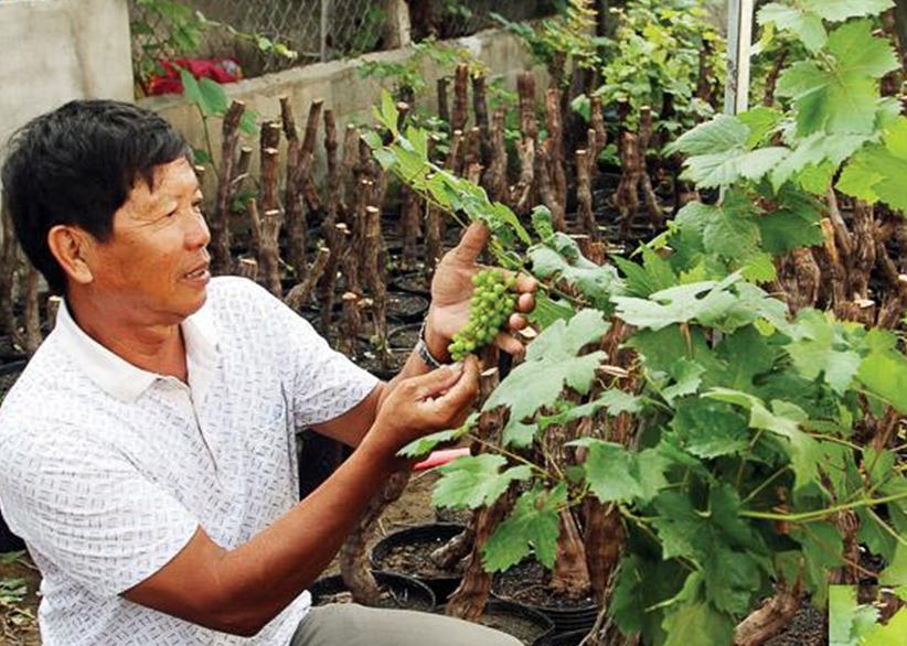 Bậc thầy của nho kiểng