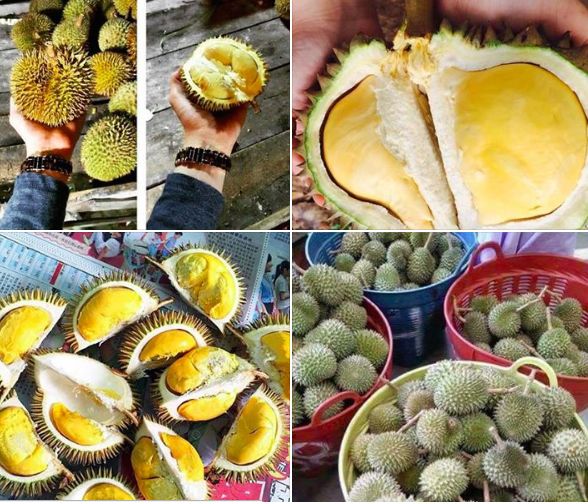 Hoang mang nguồn gốc sầu riêng mini