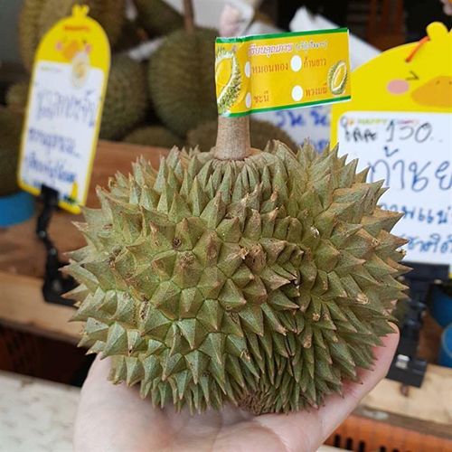 Sầu ri&ecirc;ng mini Th&aacute;i Lan ch&aacute;y h&agrave;ng v&igrave; kh&aacute;ch t&ograve; m&ograve; - Ảnh 1.