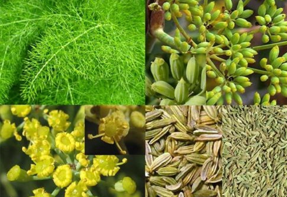 Bài thuốc hay cho người khó thụ thai
