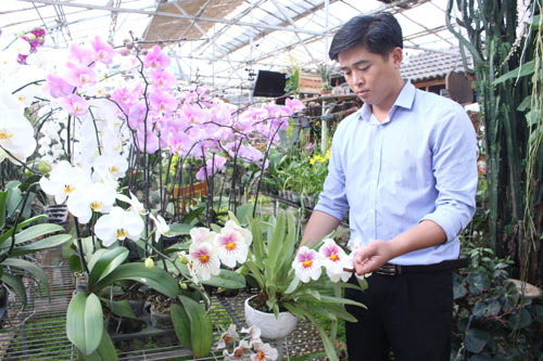 "Soái ca" hoa lan ở Đà Lạt