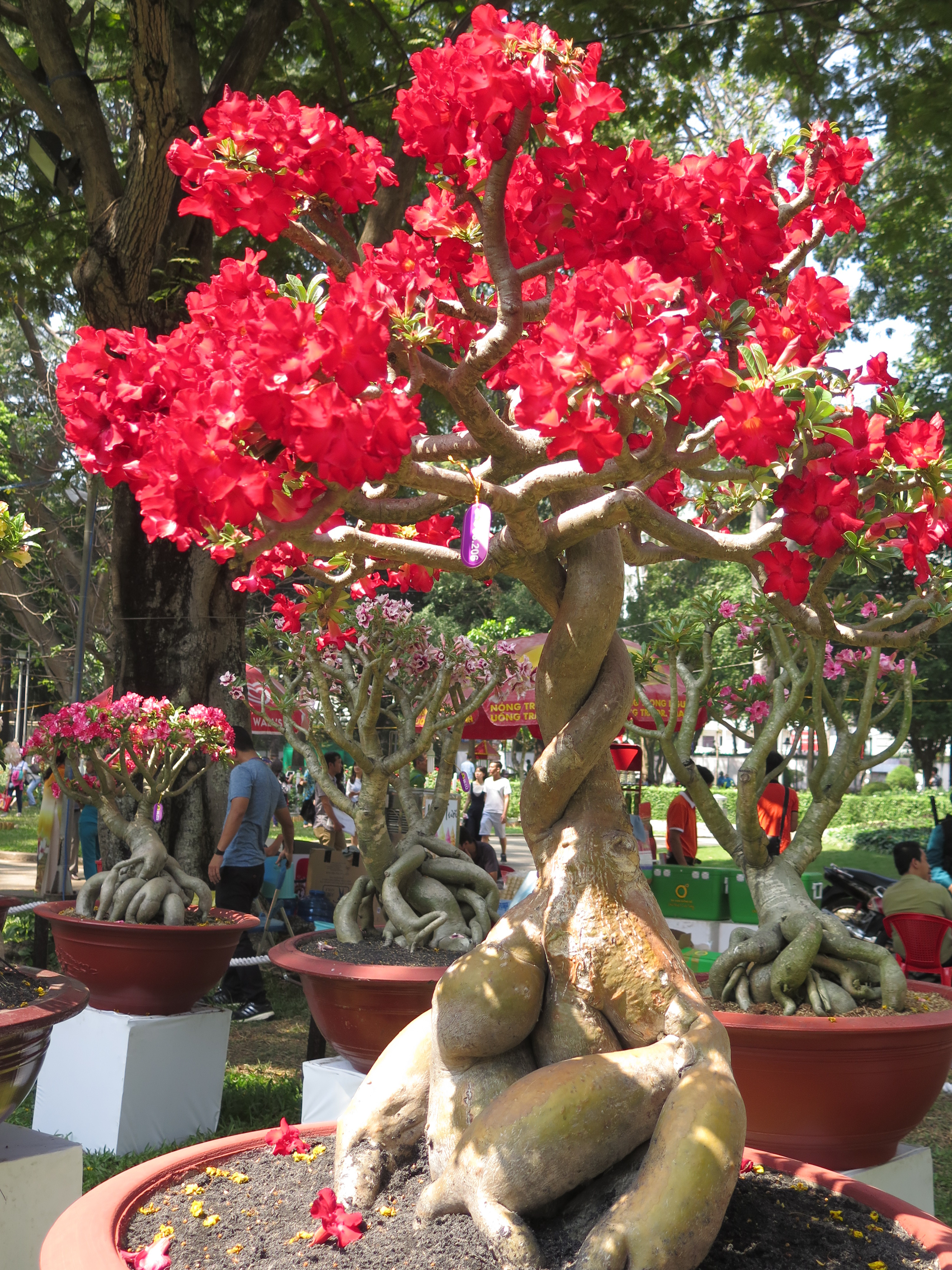 "Đẹp, độc, lạ" tại Hội Hoa Xuân Đinh Dậu 2017