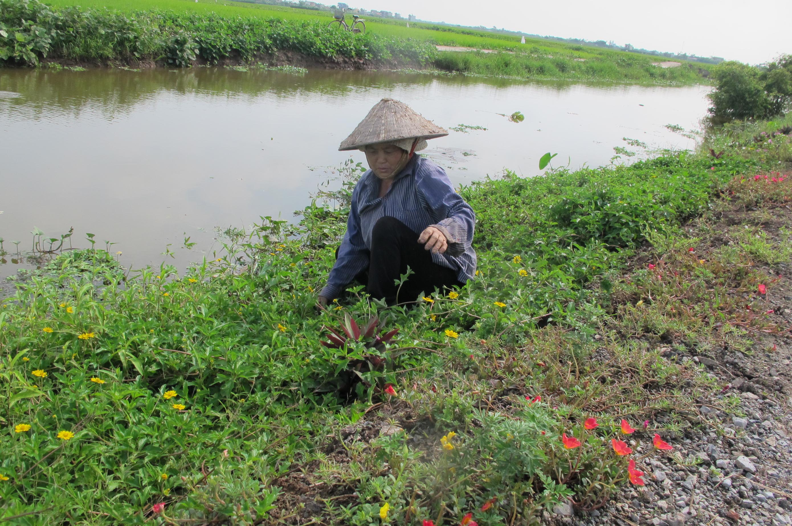 Ngỡ ngàng những con đường hoa rực rỡ làng quê miền Bắc - Ảnh 32.
