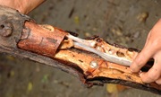 Món sâu gỗ kinh dị chỉ có ở Philippines