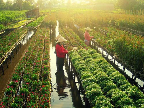 Đồng Tháp phát huy tiềm năng du lịch