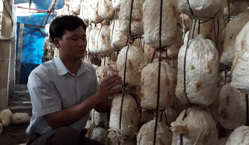 Tỉ phú nấm - Ảnh 1.
