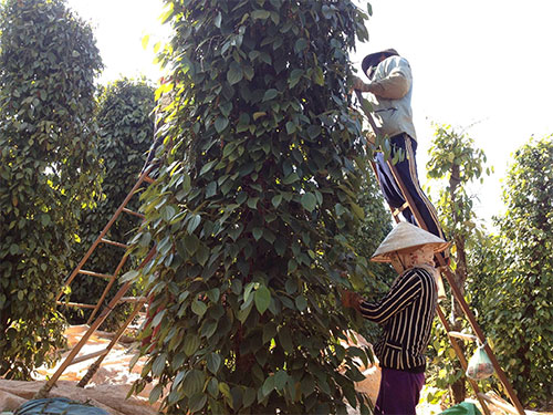 Chưa thấy thương nh&acirc;n nước ngo&agrave;i thao t&uacute;ng thị trường hồ ti&ecirc;u - Ảnh 1.