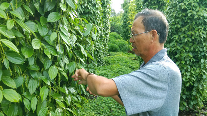 Tiêu rớt giá, nhà vườn và doanh nghiệp gặp khó