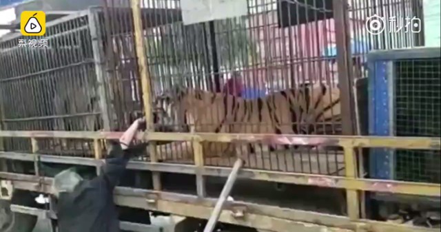Cho hổ ăn tiền giấy, bị cắn đứt 2 ngón tay