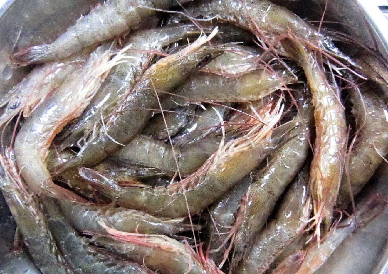 
T&ocirc;m đất
