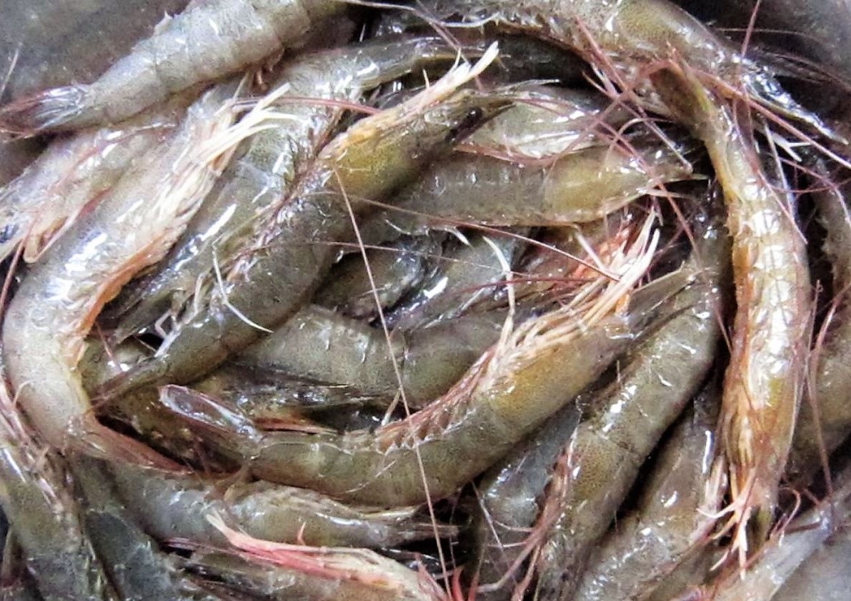 Thơm ngon, bổ dưỡng canh rau chùm ngây nấu tôm - Ảnh 3.