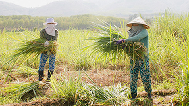 Bí quyết làm giàu: Chuyển đất lúa sang trồng cỏ nuôi bò