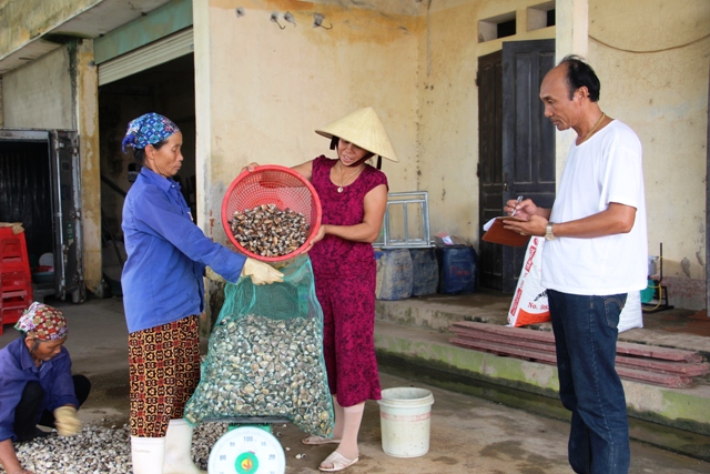 Ông “trùm” ngao ở xứ Thanh