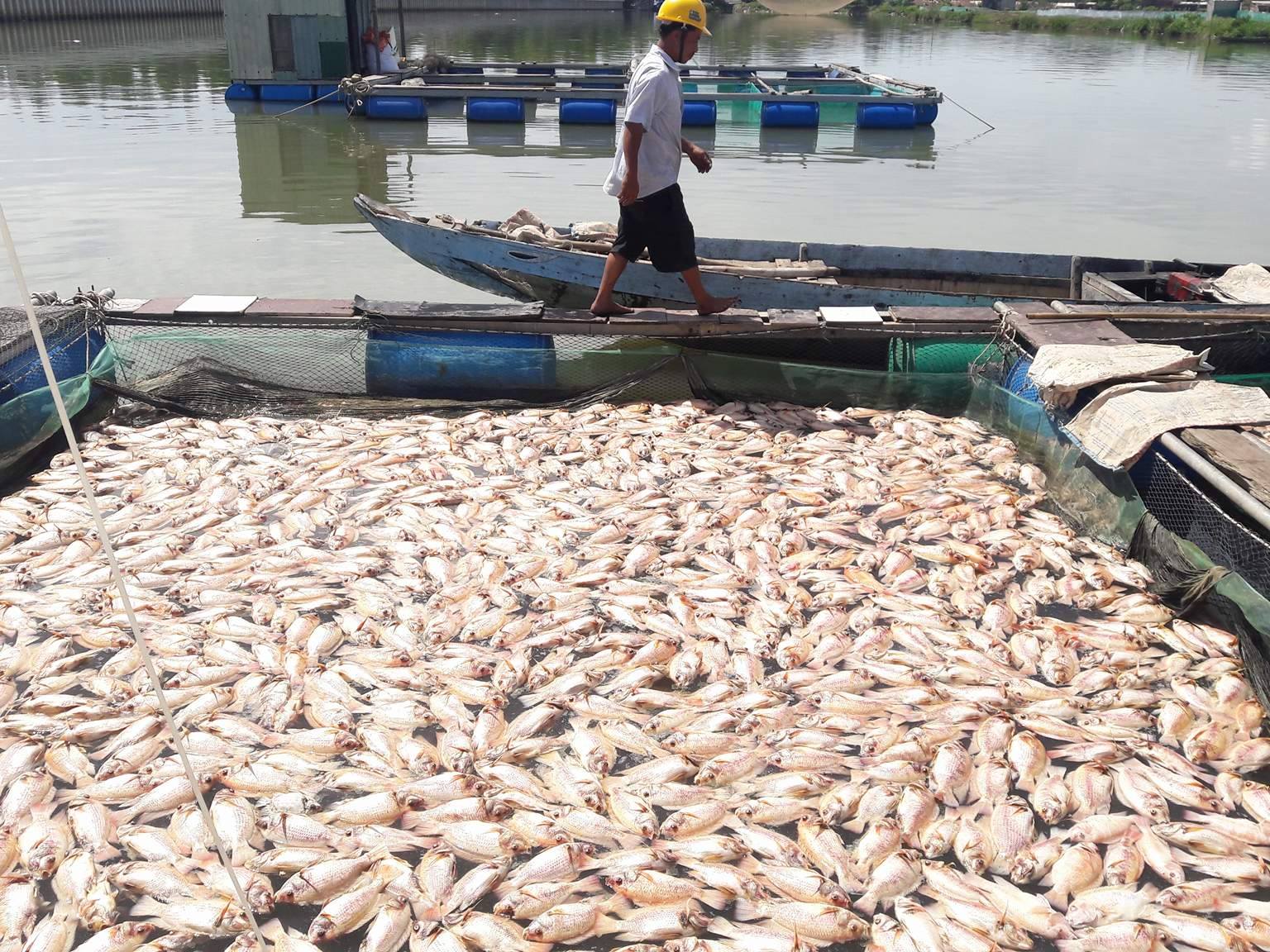 Hơn 80 tấn cá chết trắng trên sông Cổ Cò
