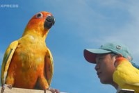 Dân Sài Gòn đua nhau chi tiền 'khủng' nuôi vẹt Nam Mỹ