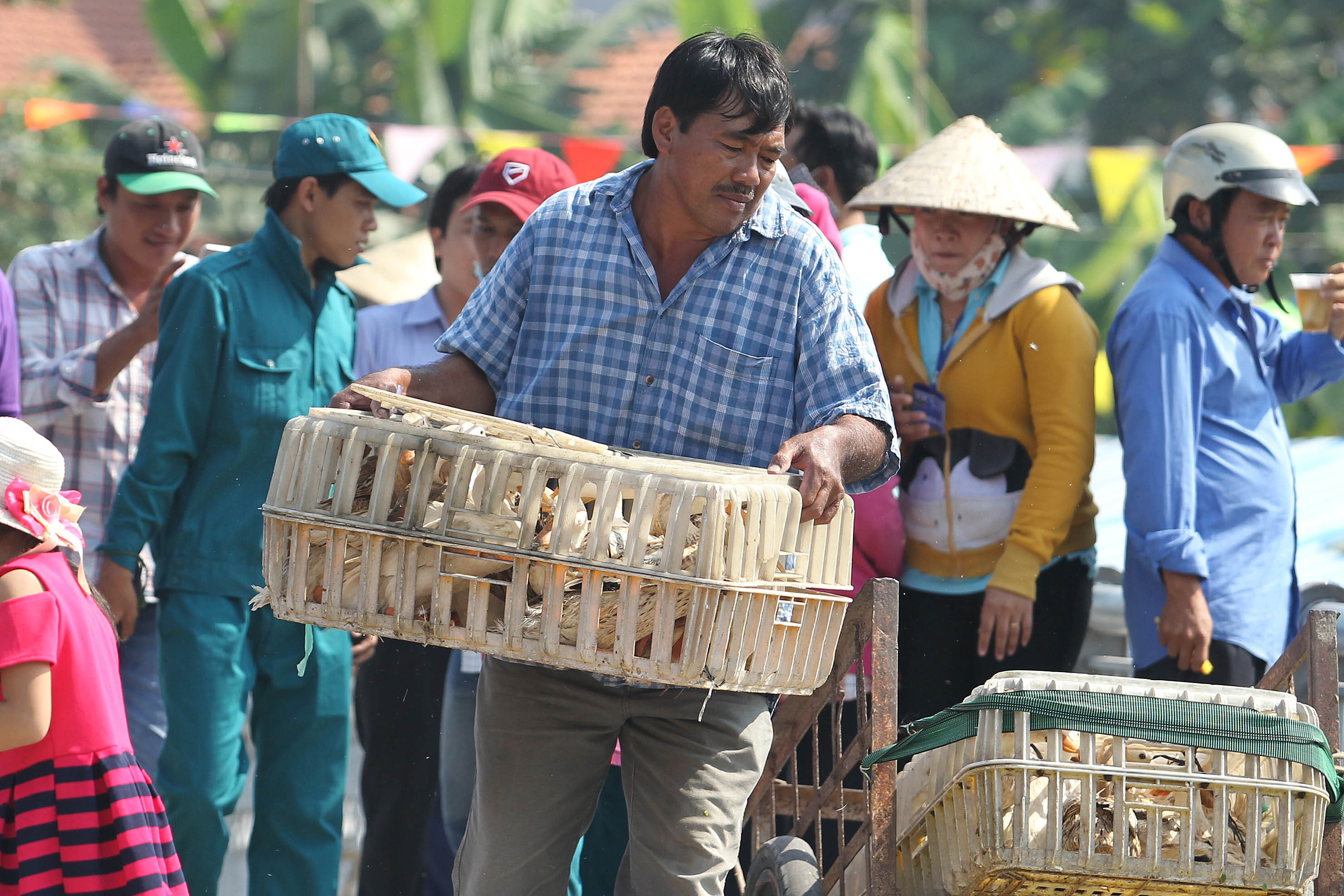 
Theo ban tổ chức lễ hội, c&oacute; 100 con vịt được thả ra trong tr&ograve; chơi n&agrave;y.
