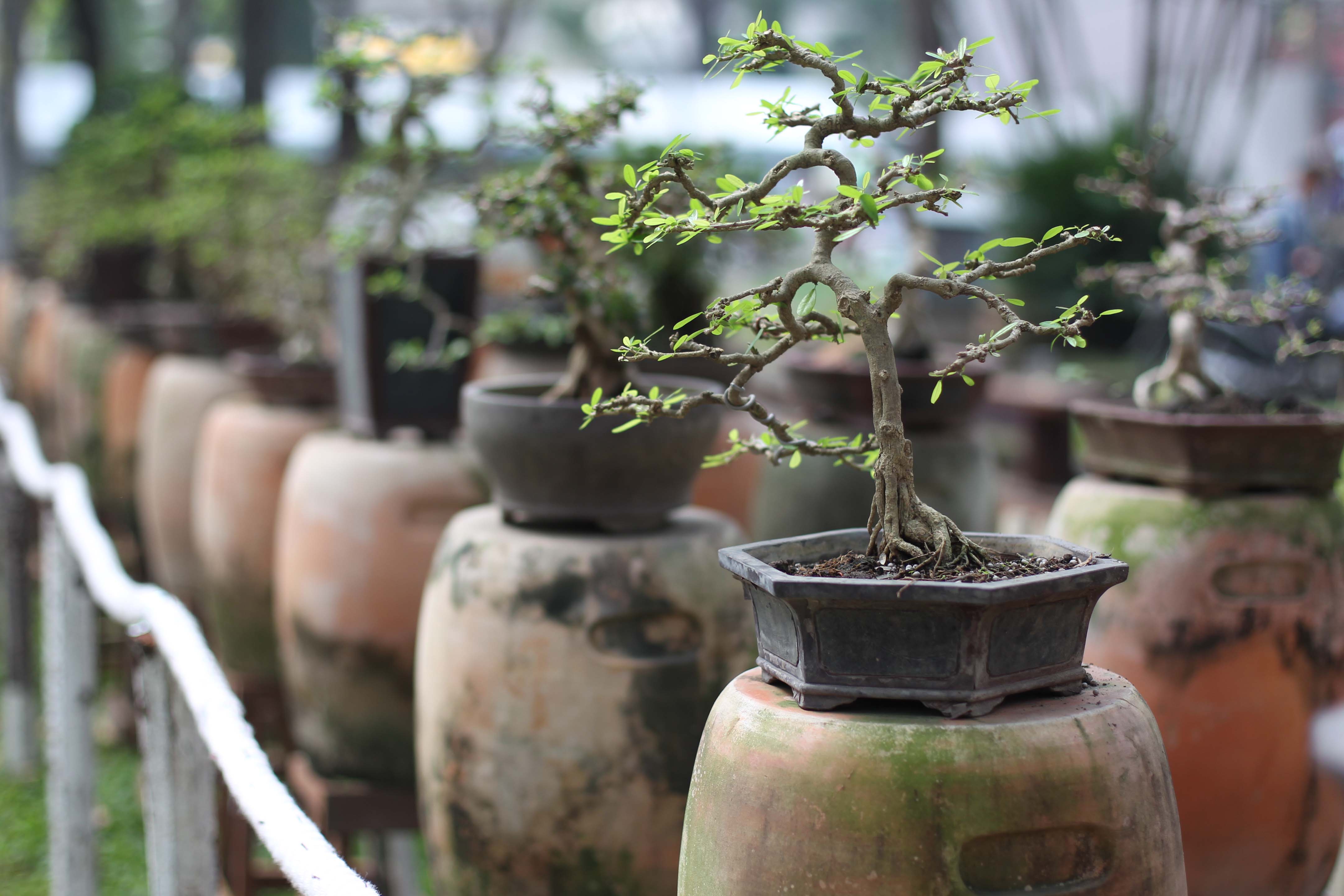 Ngoài các hiện vật truyền thống như hoa mai, lan sứ, kiểng lá, đá cảnh, cây khô…, Hội Hoa xuân năm nay sẽ có những loại hoa kiểng mới như: khu trưng bày cây tùng Nhật, lan rừng, đại ý thảo...