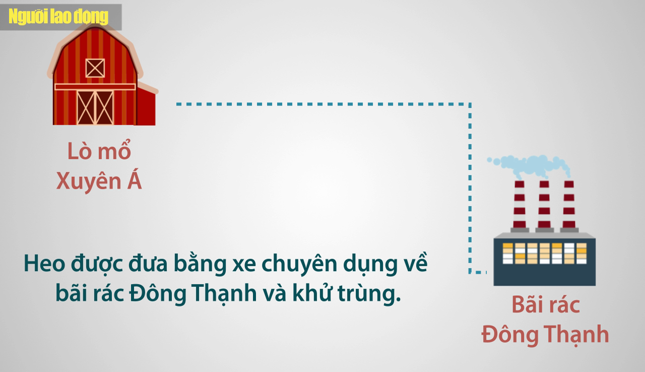 [ĐỒ HỌA]: Xử lý mấy tấn heo bị tiêm thuốc an thần ra sao?