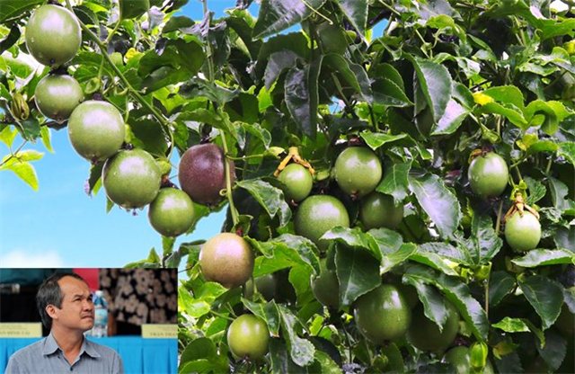 Bầu Đức bán trái cây mỗi ngày lãi hơn 2 tỉ đồng