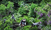 Voọc Chà vá chân nâu Sơn Trà lên truyền hình Mỹ NatGeo