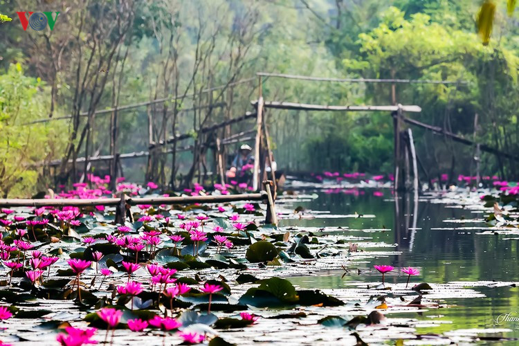 Suối Yến đẹp l&atilde;ng mạn m&ugrave;a hoa s&uacute;ng nở - Ảnh 1.