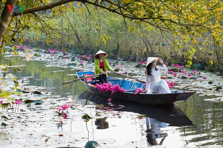 Suối Yến đẹp l&atilde;ng mạn m&ugrave;a hoa s&uacute;ng nở - Ảnh 5.