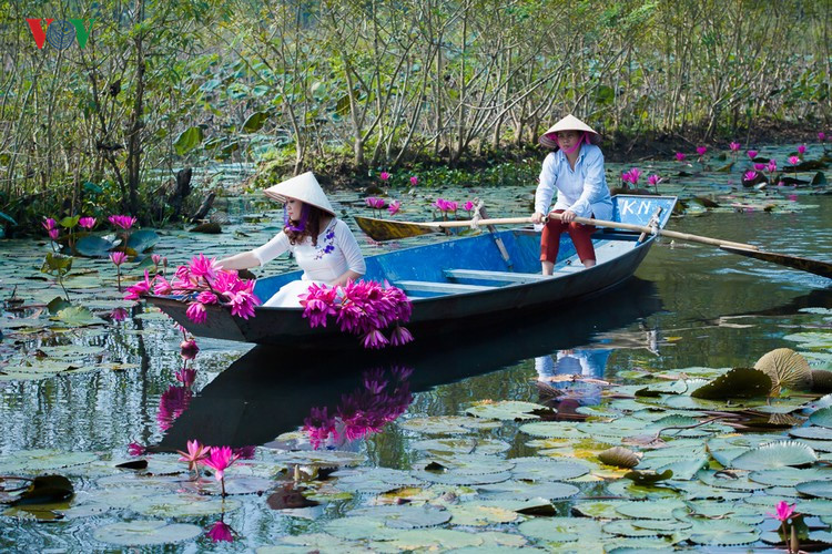 Suối Yến đẹp l&atilde;ng mạn m&ugrave;a hoa s&uacute;ng nở - Ảnh 7.
