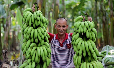 Vua chuối đất Bắc cho biết, dù phía Nam ế chuối, nhưng ở ngoài Bắc, anh không có chuối để bán.
