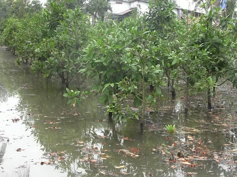 Hỗ trợ vườn mai bị ngập bất thường