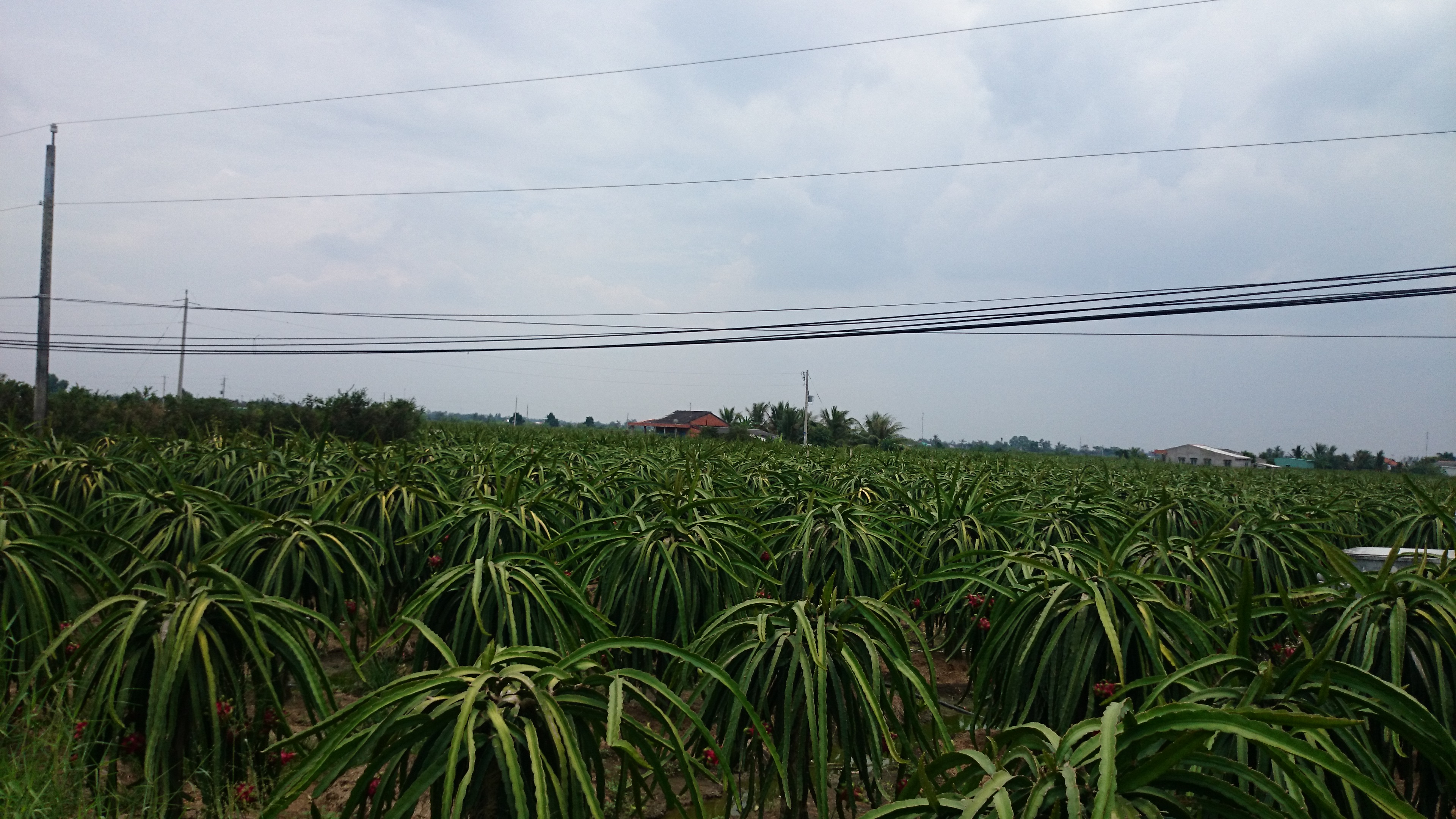 Bắt thiếu nữ cùng nhóm trộm thanh long rạng sáng